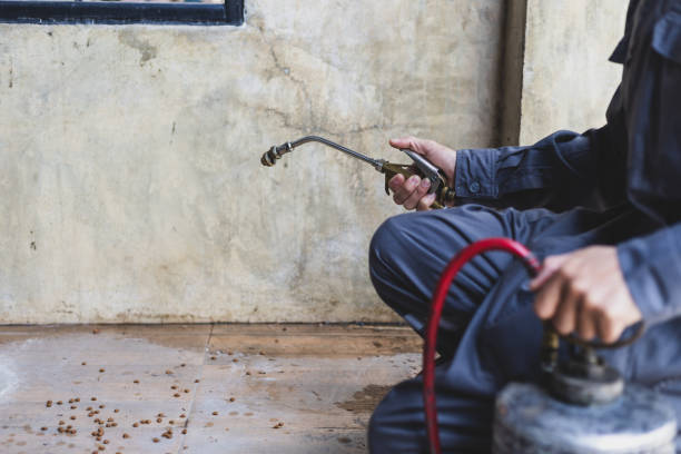 Best Termite Control Services  in Desert Palms, CA